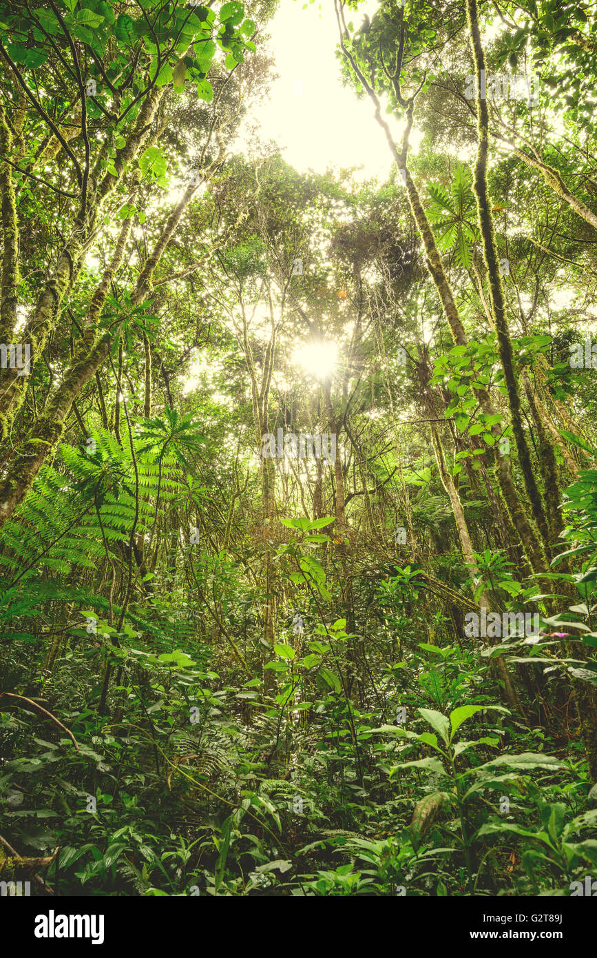Regenwald im Cocora-Tal in der Nähe von Salento in Kolumbien Stockfoto