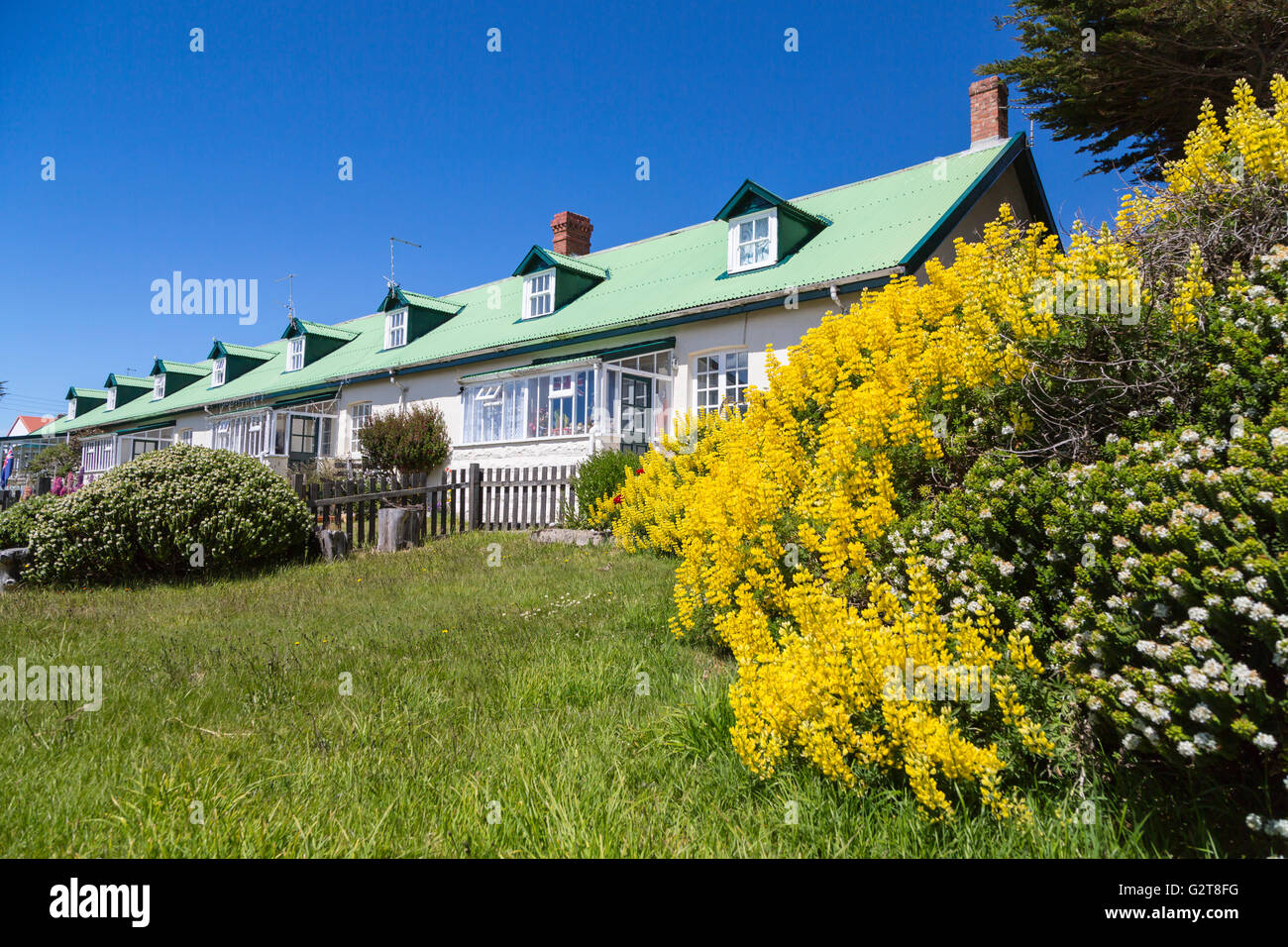 Ein Reihenhaus mit Ginster in der Hauptstadt der Falkland-Inseln auf East Falkland, British Overseas Territory Stanley. Stockfoto