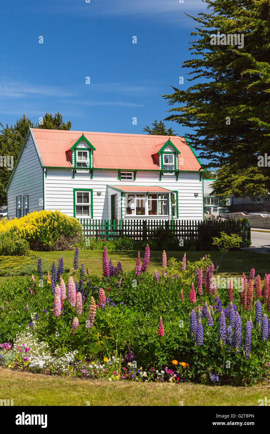 Ein typisches Haus mit Lupinen in Stanley die Hauptstadt der Falkland-Inseln auf East Falkland, British Overseas Territory. Stockfoto