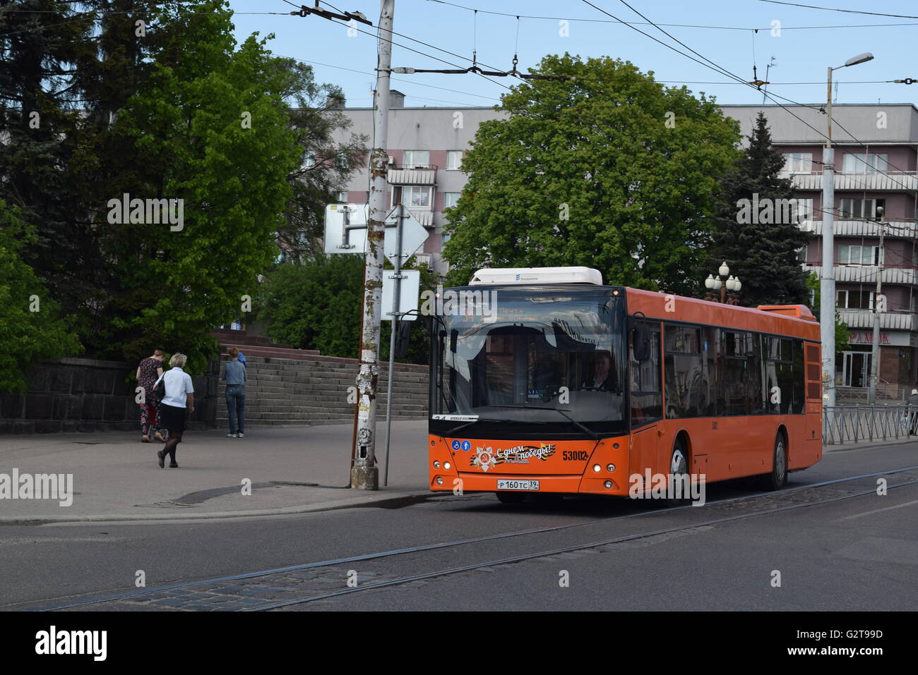 Städtischer Busverkehr in Kaliningrad Stadt. Auf dem Weg tief orange Bus von MAZ von Minsk Stockfoto