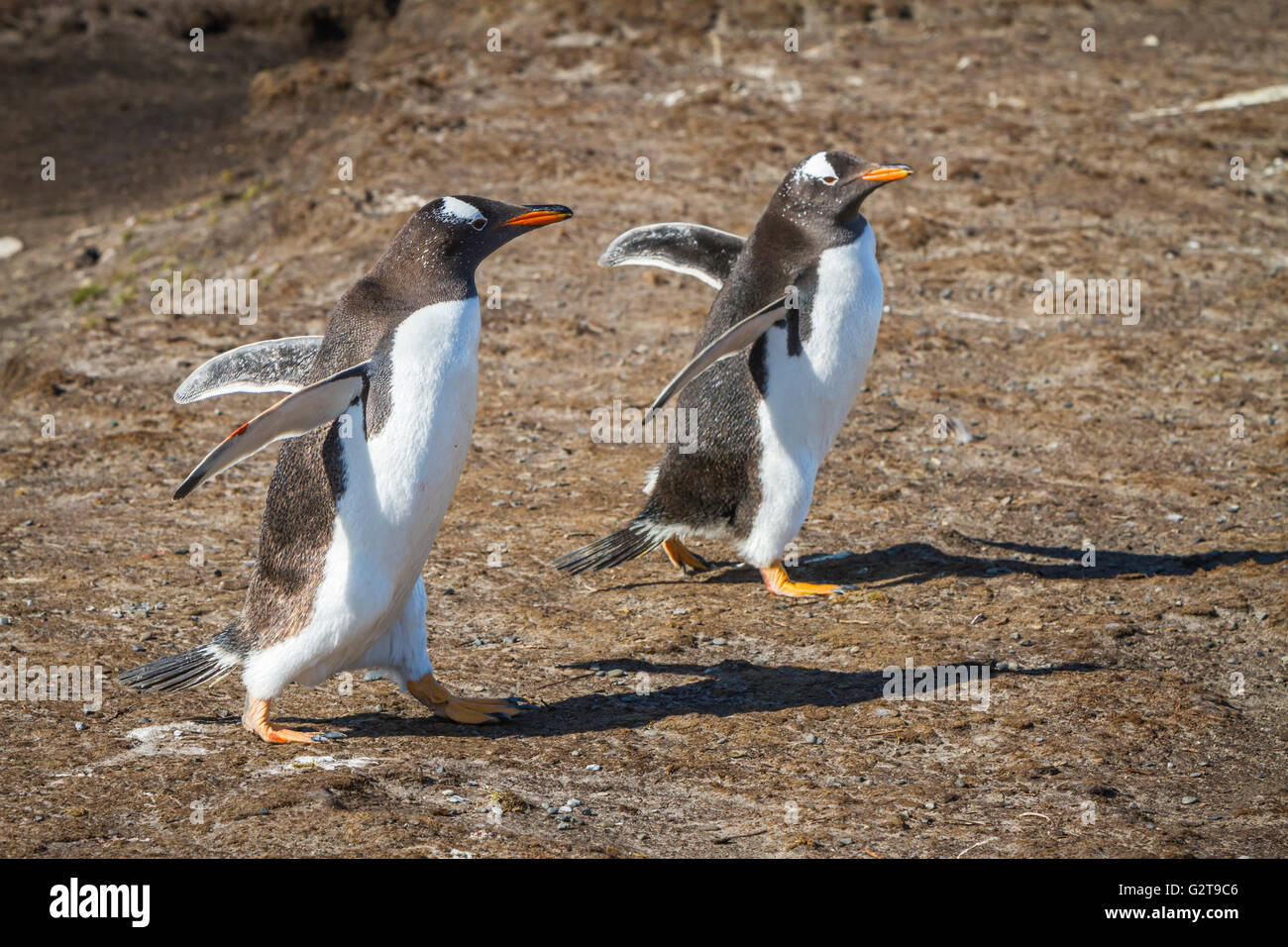 Gentoo Pinguine gehen für einen Spaziergang am Bluff Cove, East Falkland-Inseln, Falklandinseln, British Overseas Territory. Stockfoto