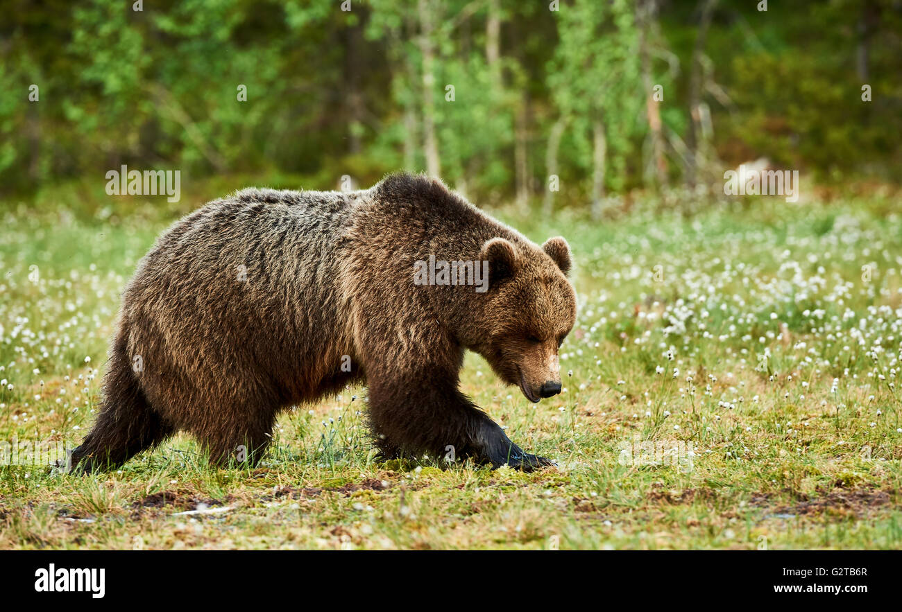 Wilde Braunbären Wandern in der grünen finnischen taiga Stockfoto