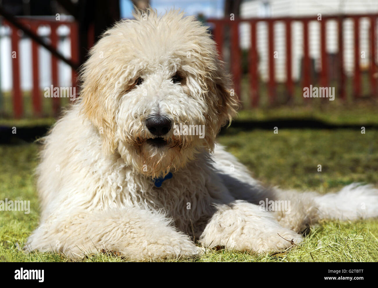 Pelzigen Goldenddodle Hund auf dem Hof Stockfoto