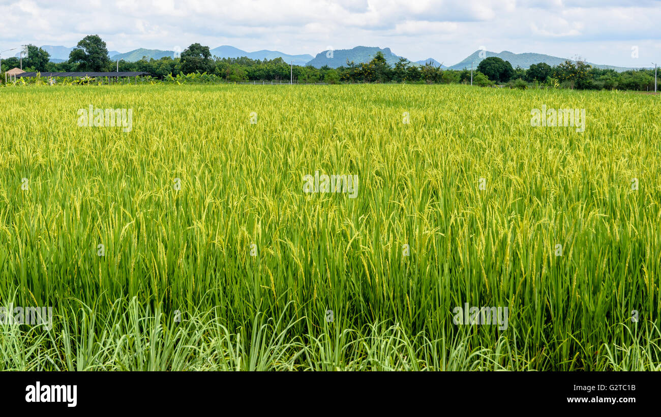 Grüne Reisfelder Landschaft sind schöne Produkte Körner in Thailand, 16:9 Breitbild Stockfoto