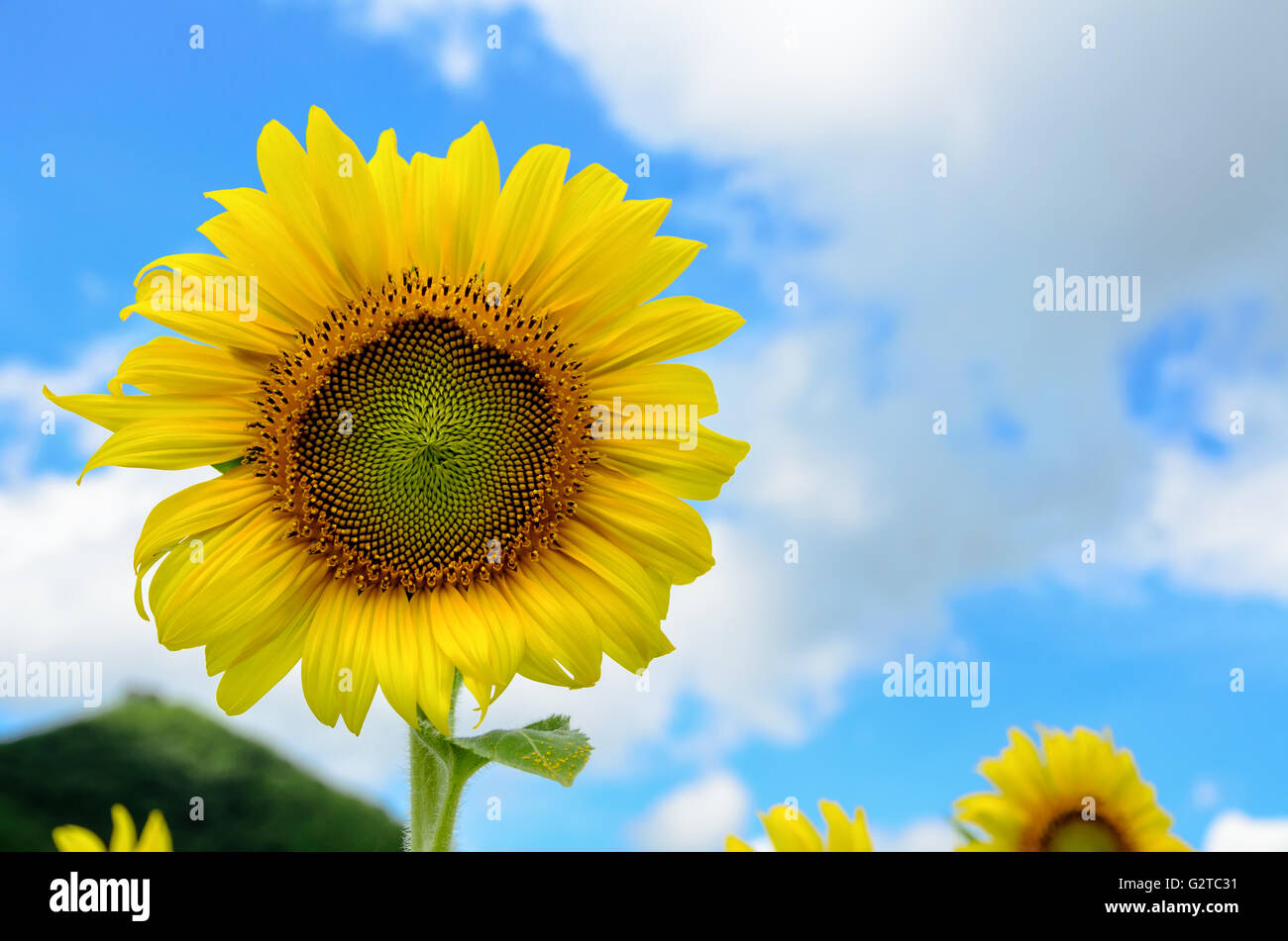 Gelbe Blume Sonnenblume oder Helianthus Annuus blühen im Feld auf blauen Himmelshintergrund Stockfoto