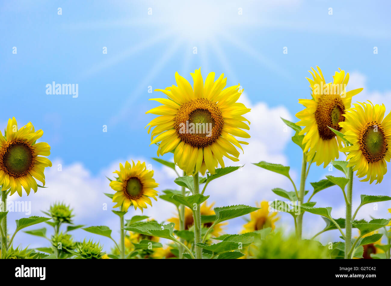 Viele gelbe Blüte der Sonnenblume oder Helianthus Annuus blühen unter Sonnenlicht und die Sonne scheint im Feld auf blauen Himmel bac Stockfoto
