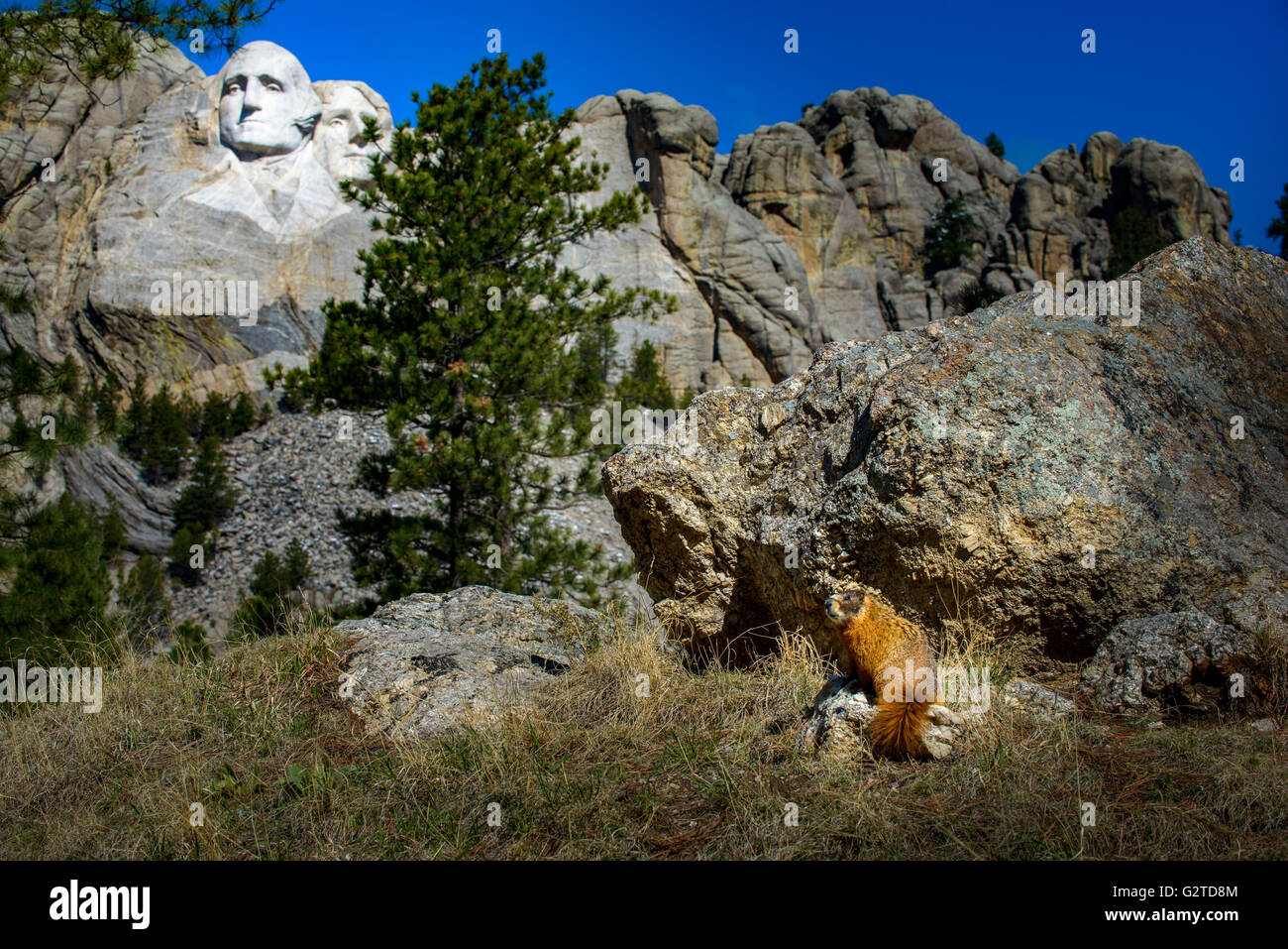 Wildes Murmeltier sitzt in der Nähe von Mt Rushmore South Dakota Stockfoto