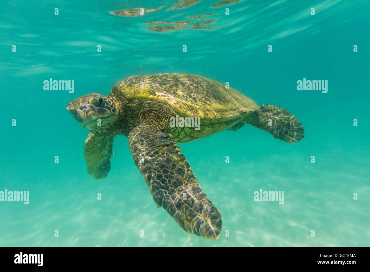 Ein Unterwasser Nahaufnahme eine hawaiianische grüne Meeresschildkröte im Ozean in die Kamera schaut. Stockfoto