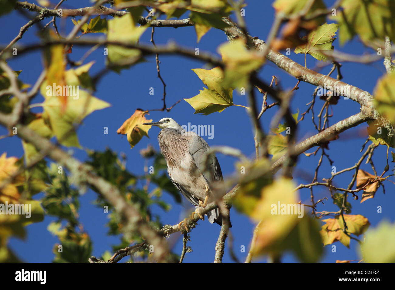 Grau konfrontiert Heron auf Niederlassung des Baums Stockfoto