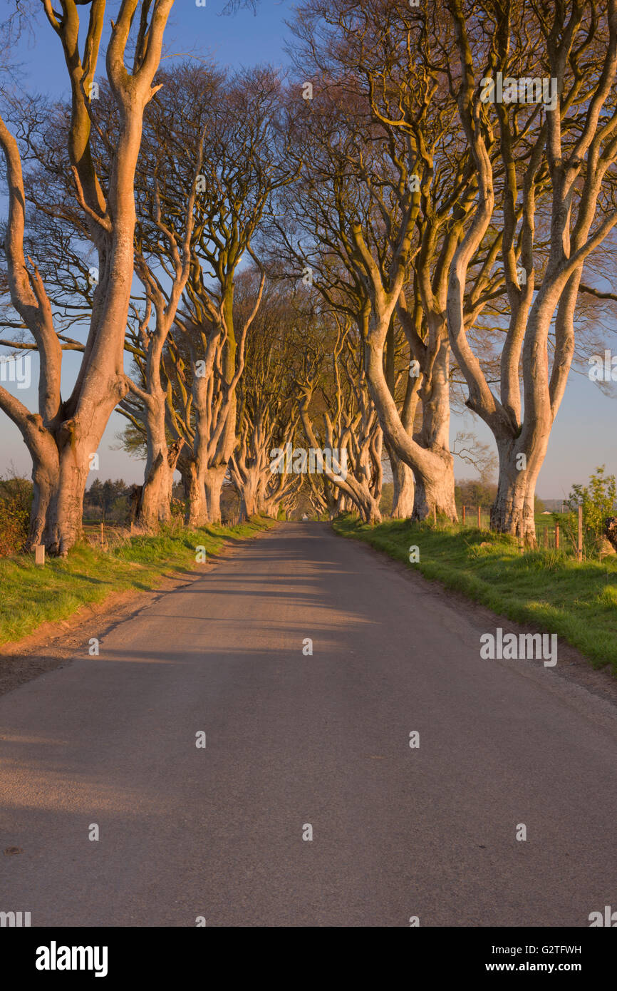 Zeilen mit altem Baumbestand entlang einer Straße in den dunklen Hecken in Nordirland. Im morgendlichen Sonnenlicht fotografiert. Stockfoto