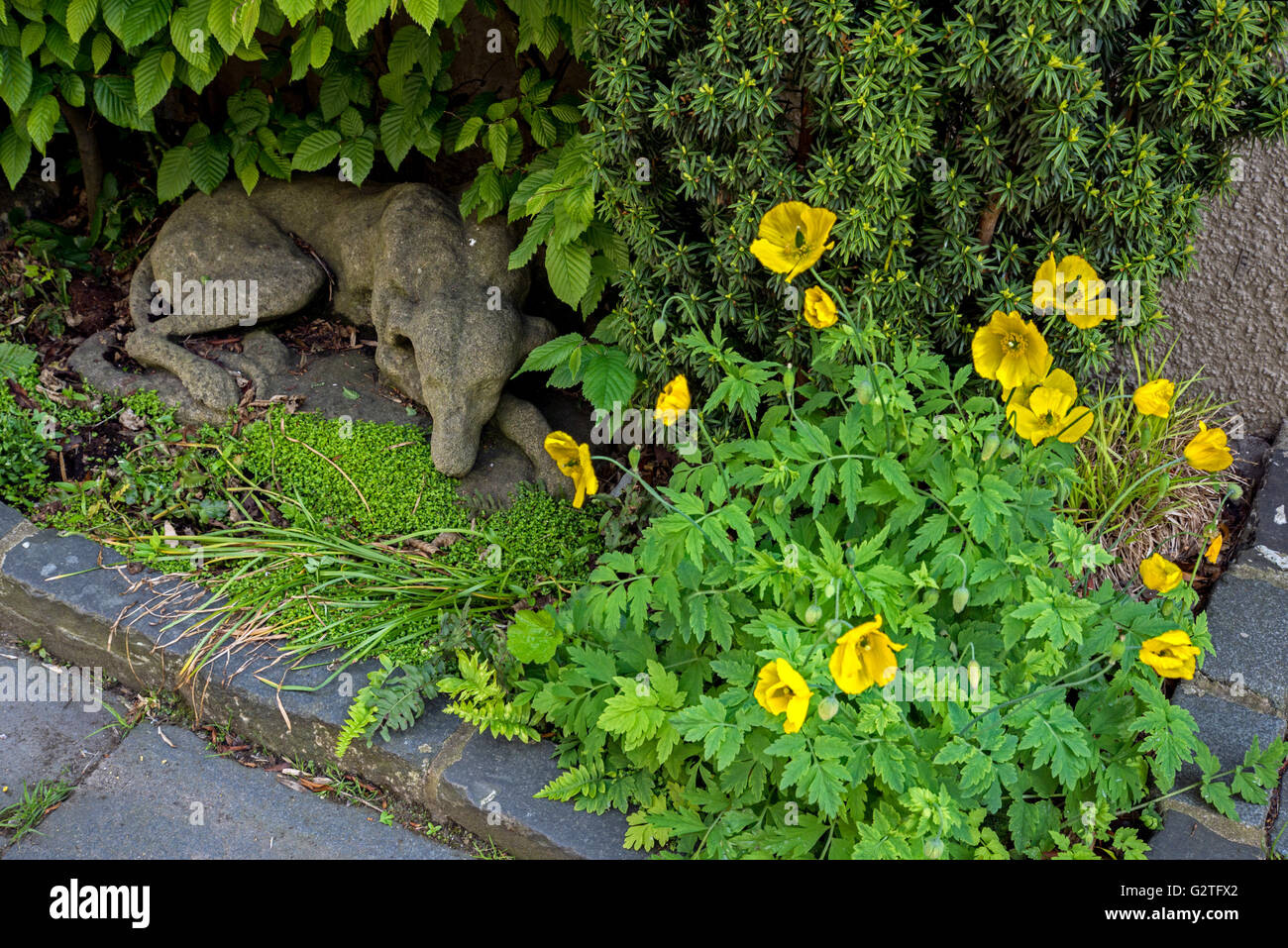 Eine Steinskulptur des einen schlafenden Hund neben einigen isländischen Mohn im Zirkus Lane, Stockbridge, Edinburgh, UK. Stockfoto