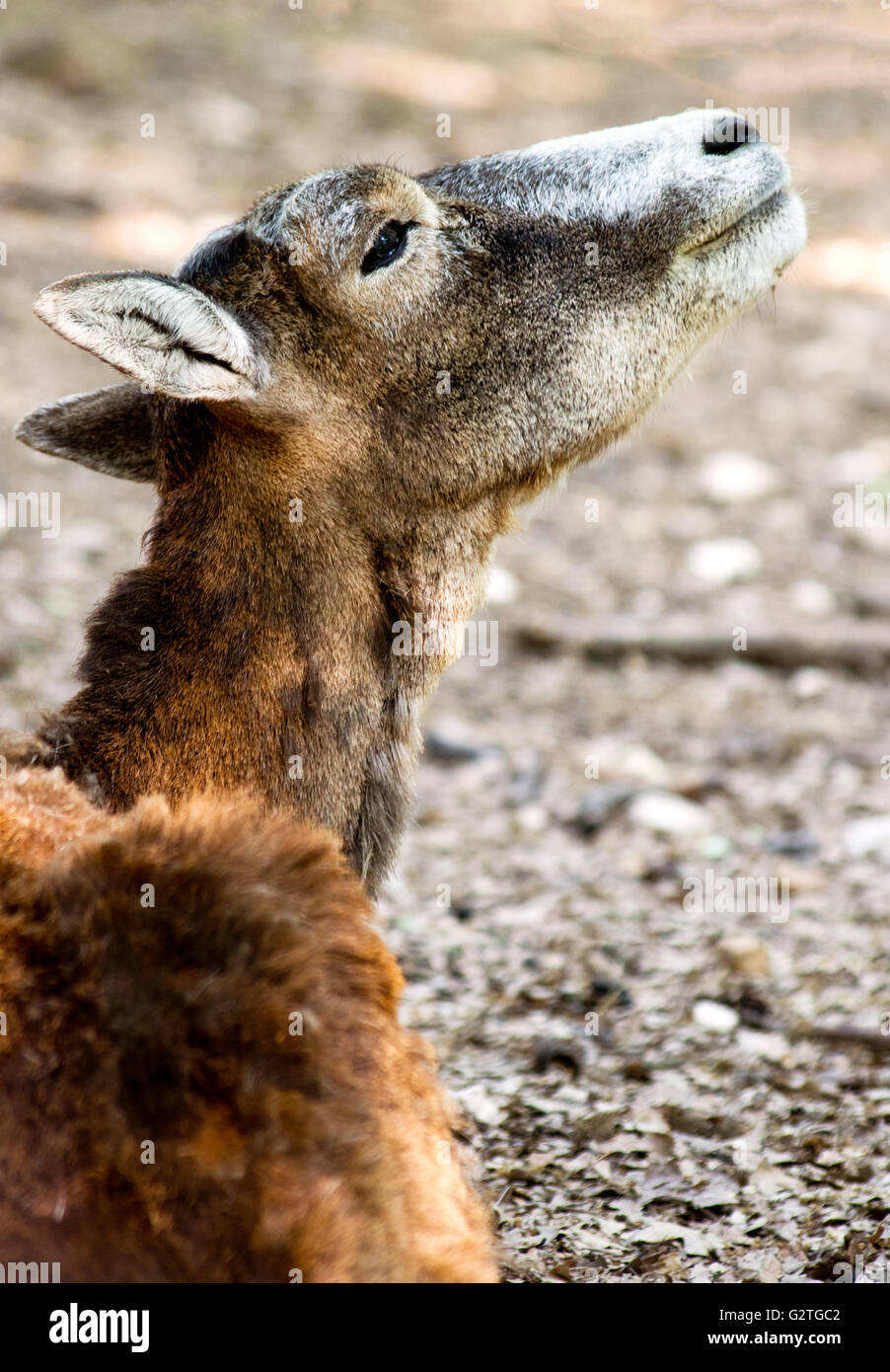 Weibliche Mufflons (Ovis Gmelini Musimon) riecht die Luft Stockfoto