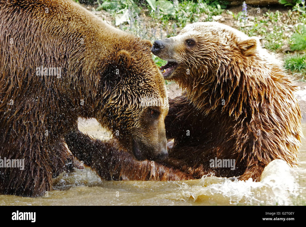 Männliche eurasischen Braunbären (Ursus Arctos) kämpfen Stockfoto