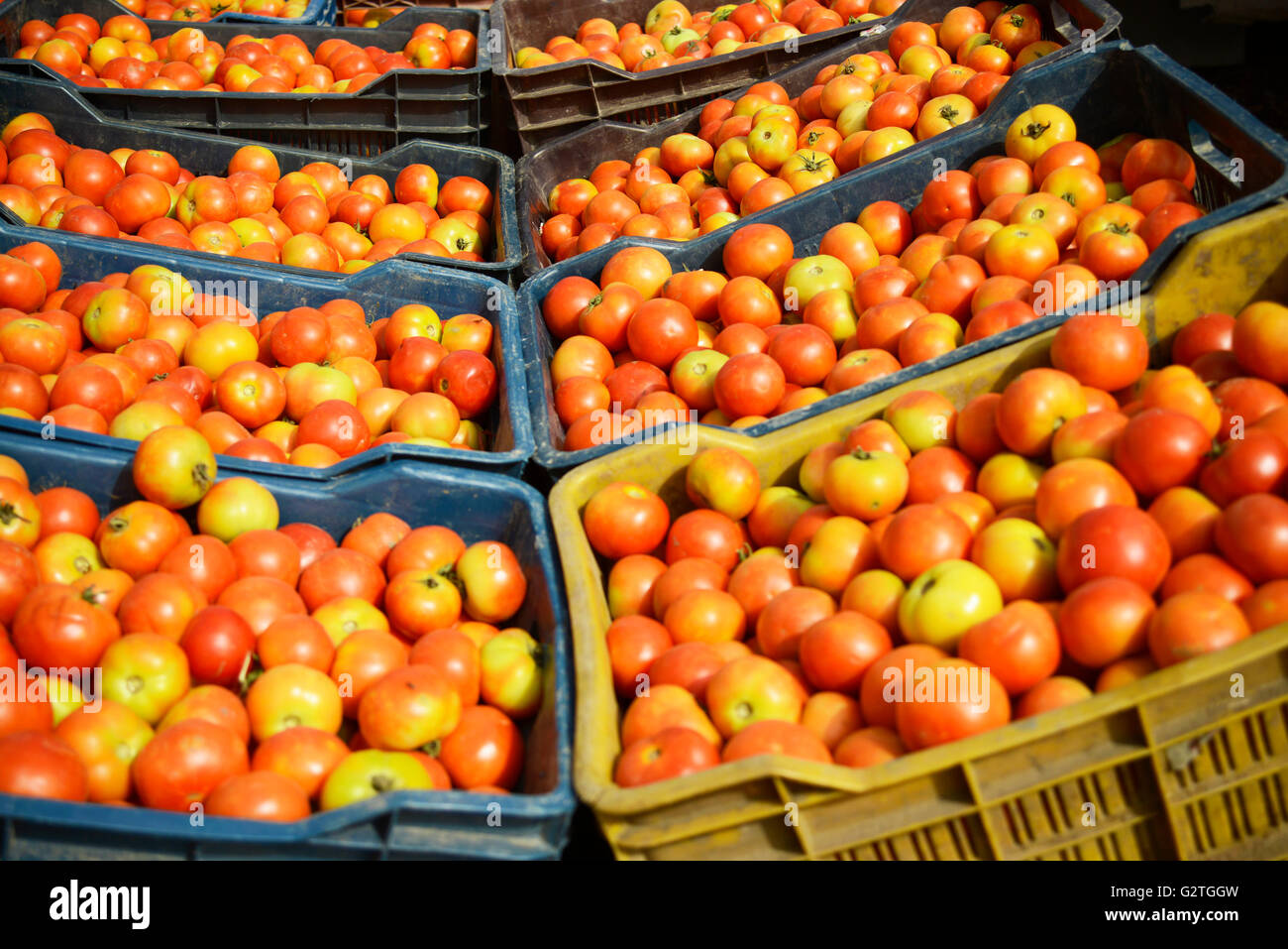 Tomaten auf den Umsatz auf indischen Markt Stockfoto