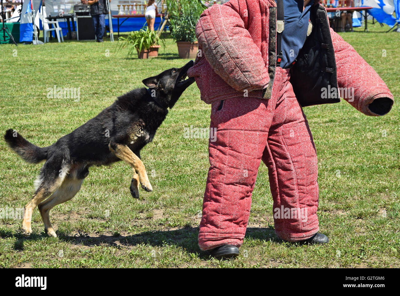 Polizeihund in Ausbildung Stockfoto