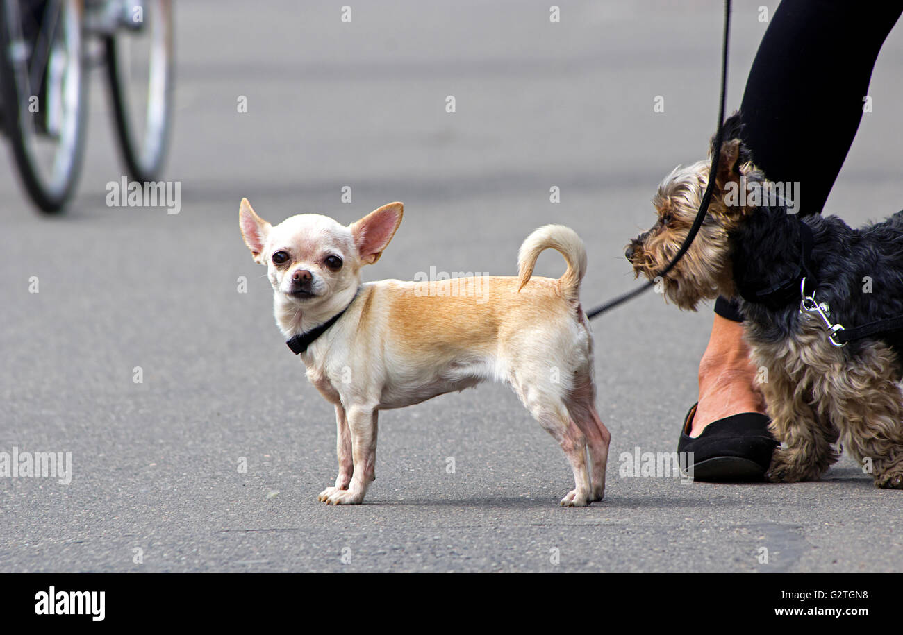 Chiwawa Hund spaziere durch die Straßen Stockfoto