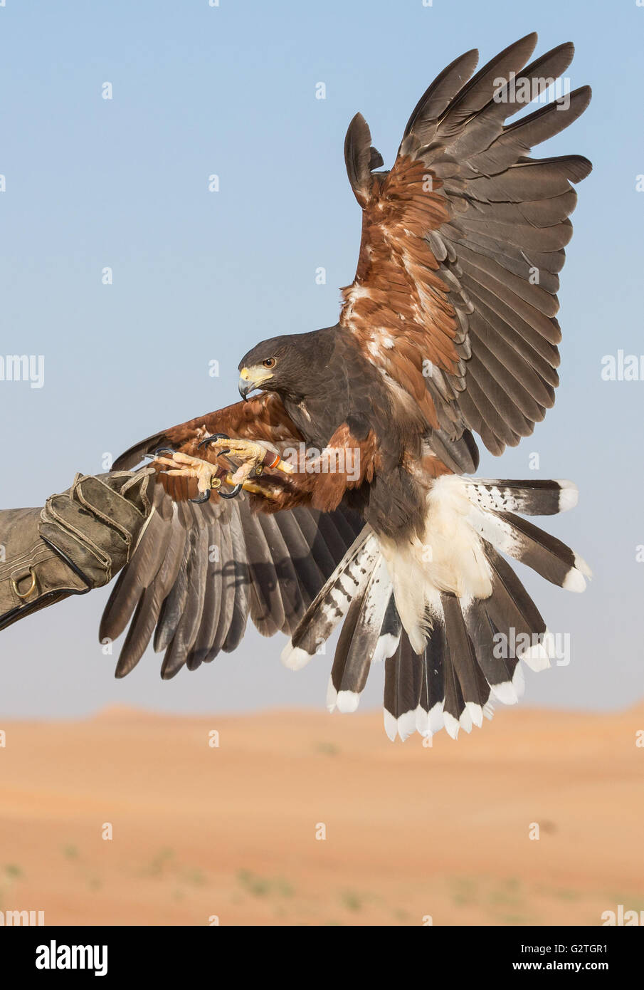 Harriet Hawk Landung auf einer Hand seines Trainers in einer Wüste in der Nähe von Dubai, Vereinigte Arabische Emirate Stockfoto