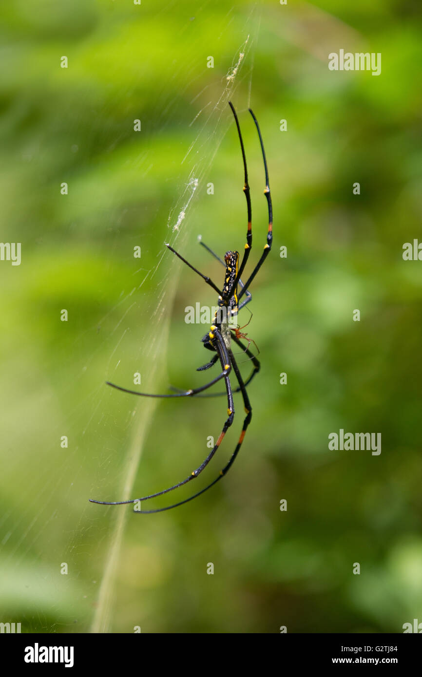 Weiblichen nördlichen Golden Orb Weaver Spider Paarung mit kleinere Männchen, Cebu, Philippinen Stockfoto