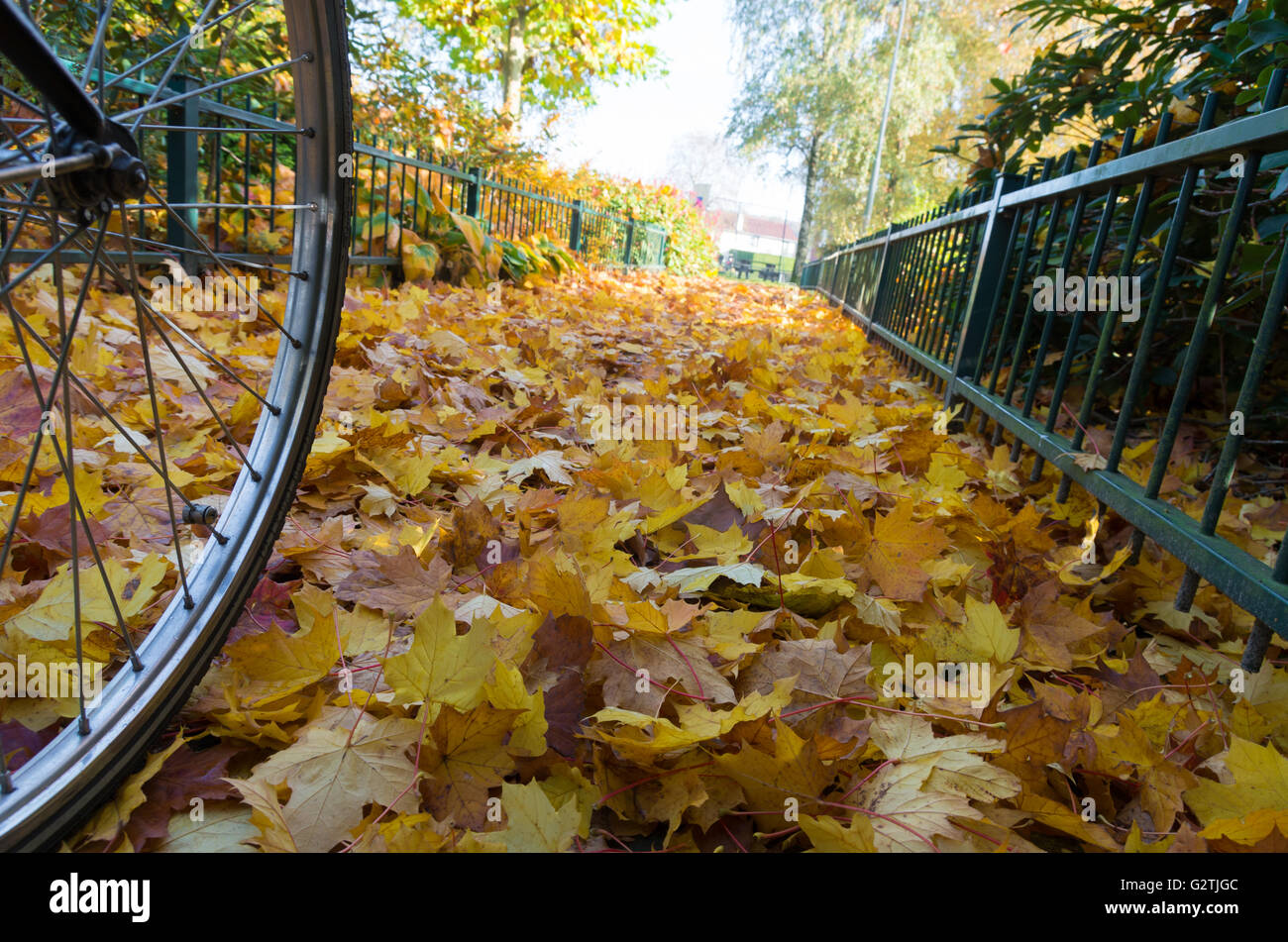 niedrigen Winkel Blick auf ein Fahrrad-Rad auf einem Bett aus gefallenen Herbst Blätter Stockfoto