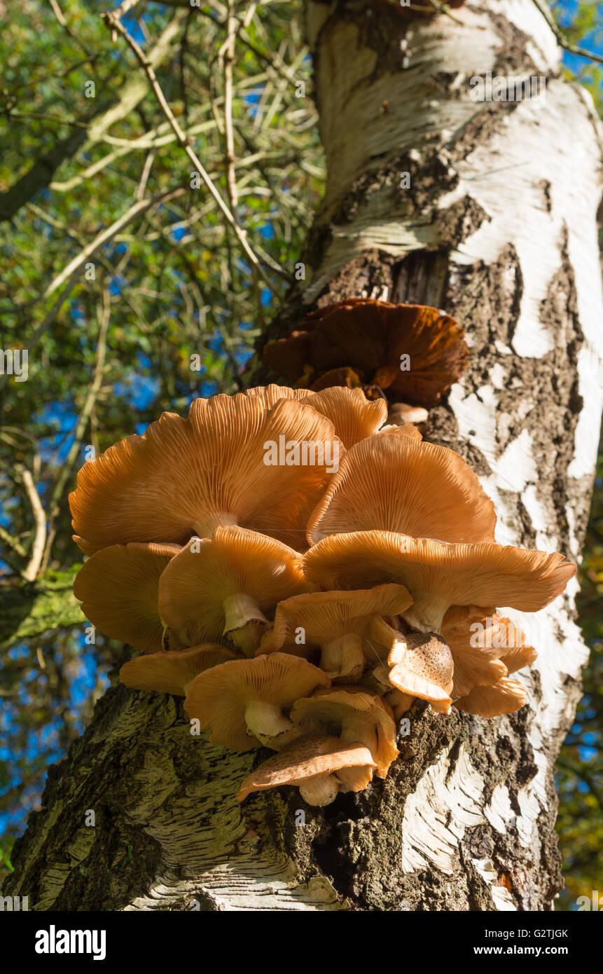 Reihe von braunen Pilz auf einer Birke Stockfoto