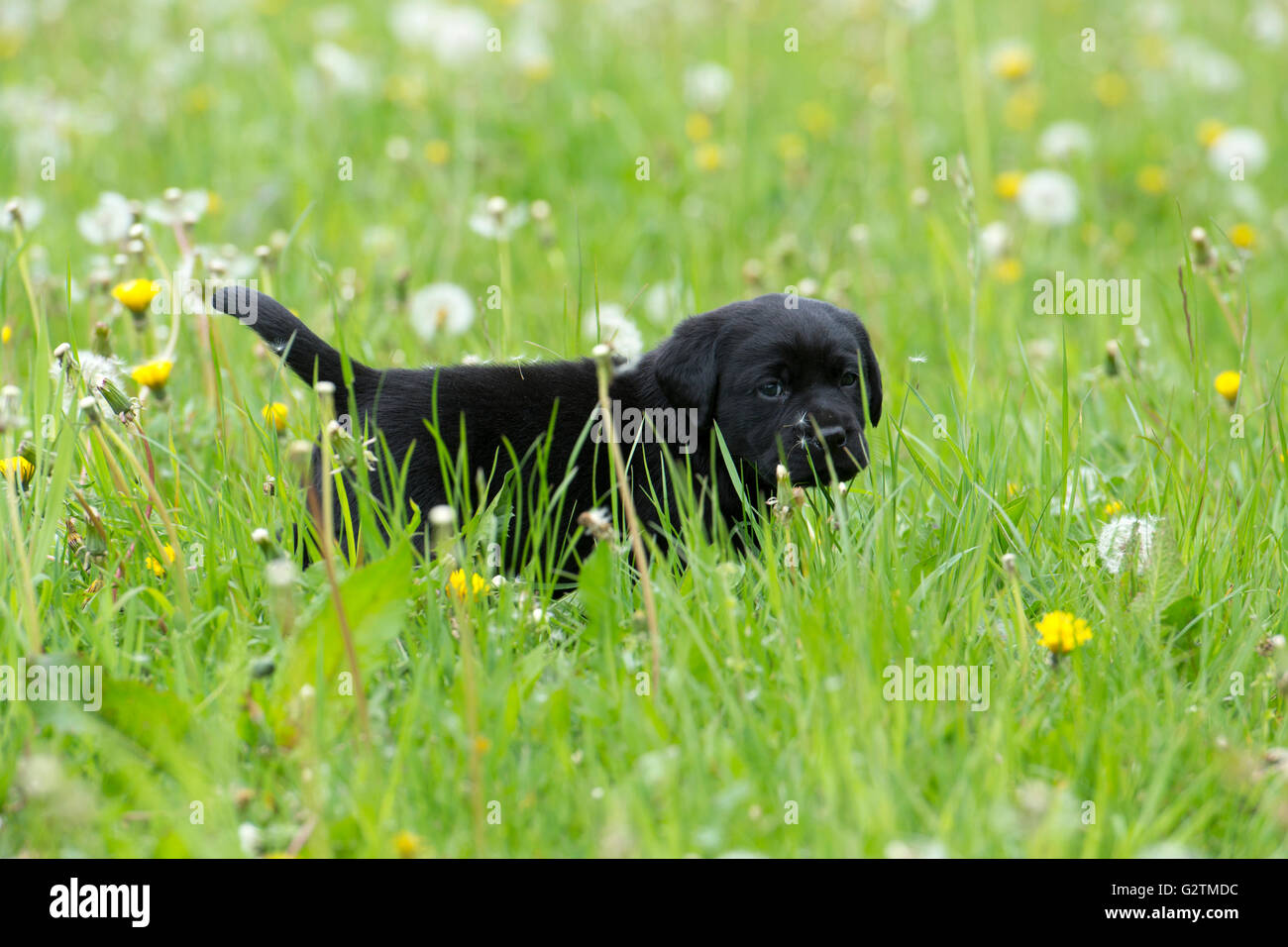 Schwarzer Labrador Retriever Welpen zu Fuß durch hohes Gras Stockfoto