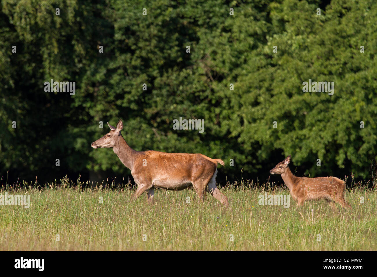 Red Deer (Cervus elaphus), doe und fawn Wandern, Waldrand, Dänemark Stockfoto