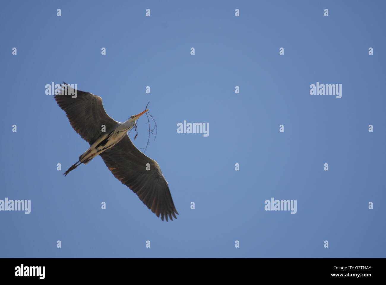 Graureiher über das Nallihan-Vogelparadies Stockfoto