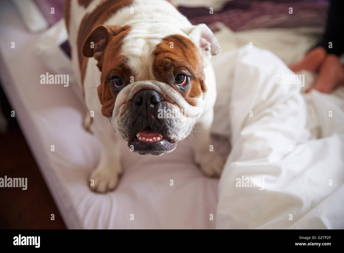Porträt des englischen Bulldogge stehend am Bett Stockfoto