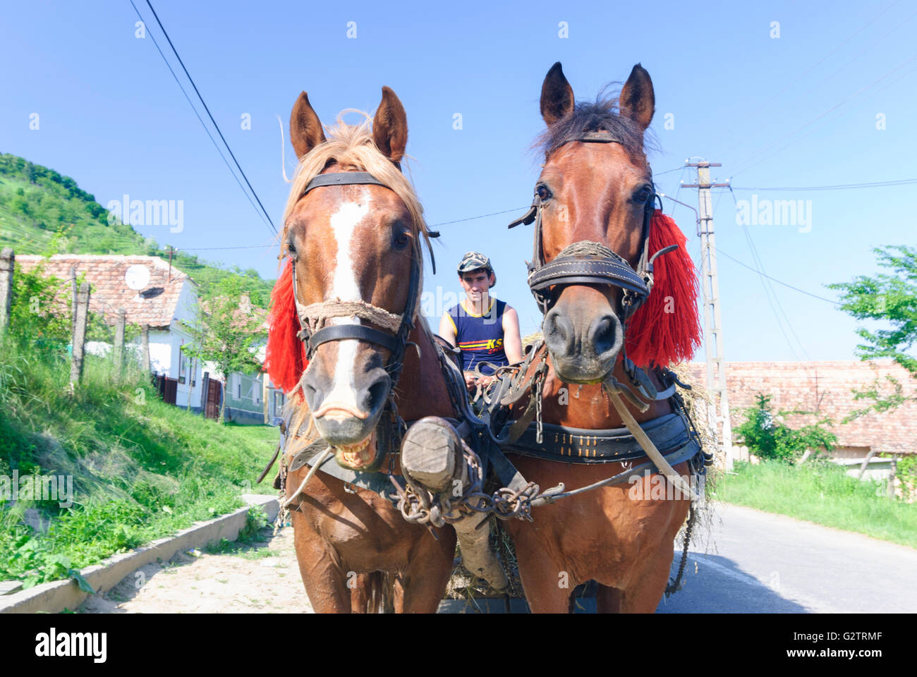 Pferdewagen mit Belastung von Heu, Rumänien, Siebenbürgen, Transsilvanien, Siebenbürgen (Transsilvanien), Biertan (Birthälm) Stockfoto