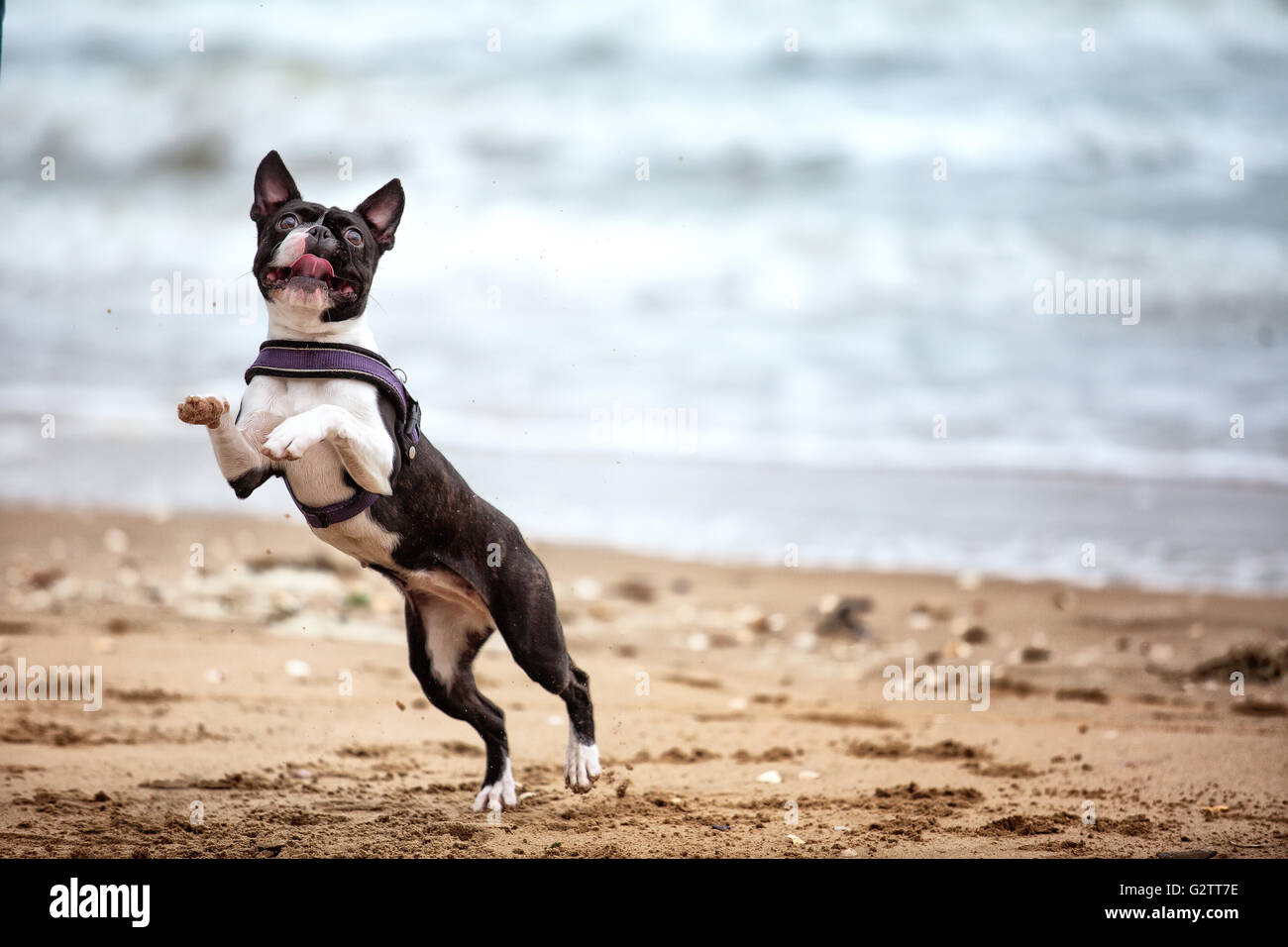 Mann mit Boston Terrier am Sandstrand in Normandie Frankreich Stockfoto