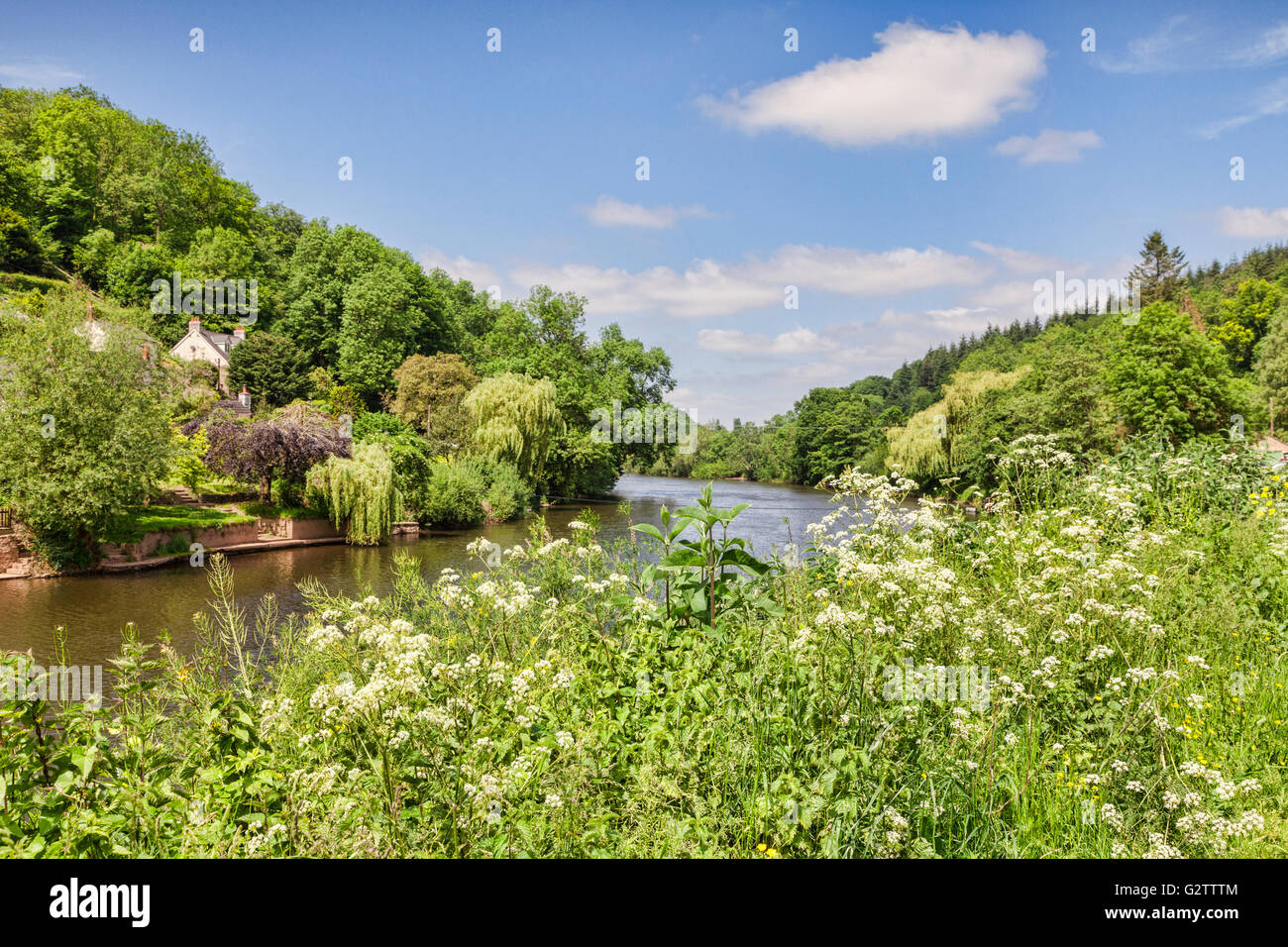 Kuh Petersilie (Anthriscus Sylvestris) an den Ufern des Flusses Wye bei Symonds Yat, Gloucestershire, England, UK Stockfoto