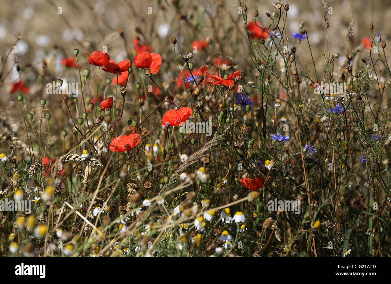 01.08.2015, Neustadt (Dosse), Brandenburg, Deutschland - Mohn, Kornblumen und Kamillen auf einer Wiese. 00S150801D803CAROEX. JPG - nicht für den Verkauf in G E R M A N Y, A U S T R I A S W I T Z E R L A N D [MODEL-RELEASE: nicht anwendbar, PROPERTY-RELEASE: Nein, (C) Caro Fotoagentur / Sorge, http://www.caro-images.com, info@carofoto.pl - jegliche Nutzung dieses Bildes unterliegt GEMA!] Stockfoto