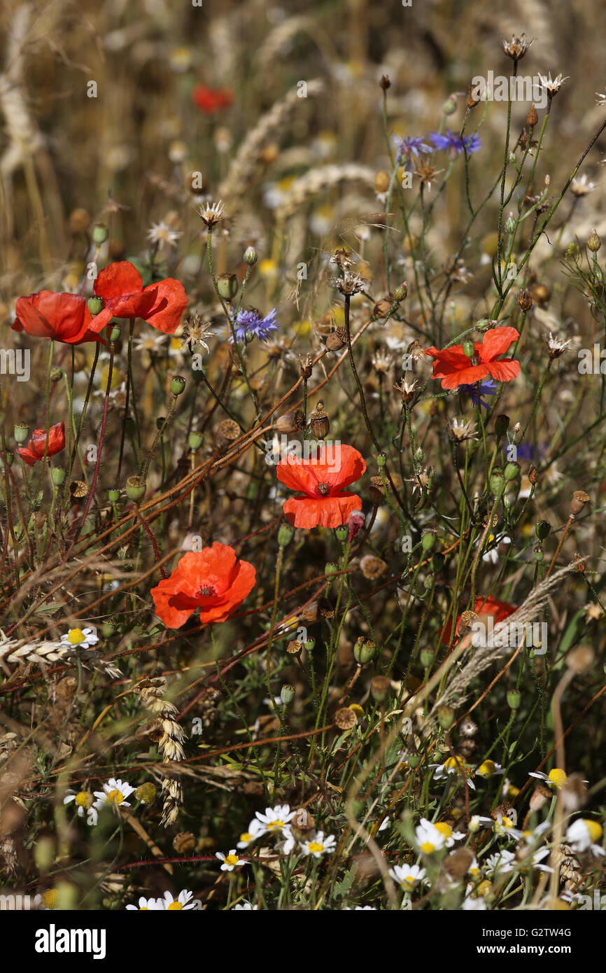 01.08.2015, Neustadt (Dosse), Brandenburg, Deutschland - Mohn, Kornblumen und Kamillen auf einer Wiese. 00S150801D804CAROEX. JPG - nicht für den Verkauf in G E R M A N Y, A U S T R I A S W I T Z E R L A N D [MODEL-RELEASE: nicht anwendbar, PROPERTY-RELEASE: Nein, (C) Caro Fotoagentur / Sorge, http://www.caro-images.com, info@carofoto.pl - jegliche Nutzung dieses Bildes unterliegt GEMA!] Stockfoto