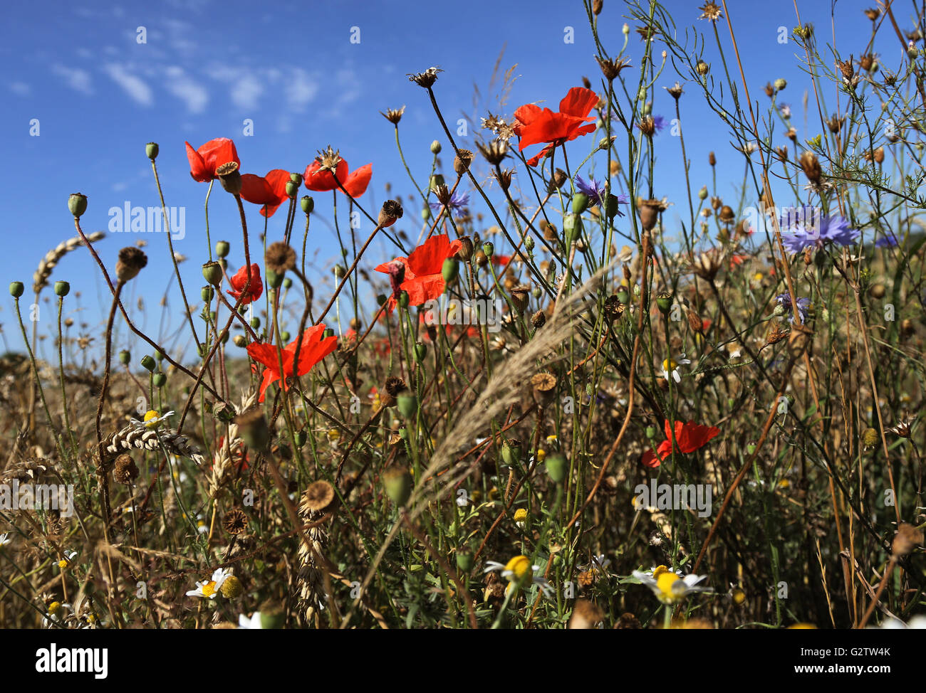 01.08.2015, Neustadt (Dosse), Brandenburg, Deutschland - Mohn, Kornblumen und Kamillen auf einer Wiese. 00S150801D805CAROEX. JPG - nicht für den Verkauf in G E R M A N Y, A U S T R I A S W I T Z E R L A N D [MODEL-RELEASE: nicht anwendbar, PROPERTY-RELEASE: Nein, (C) Caro Fotoagentur / Sorge, http://www.caro-images.com, info@carofoto.pl - jegliche Nutzung dieses Bildes unterliegt GEMA!] Stockfoto