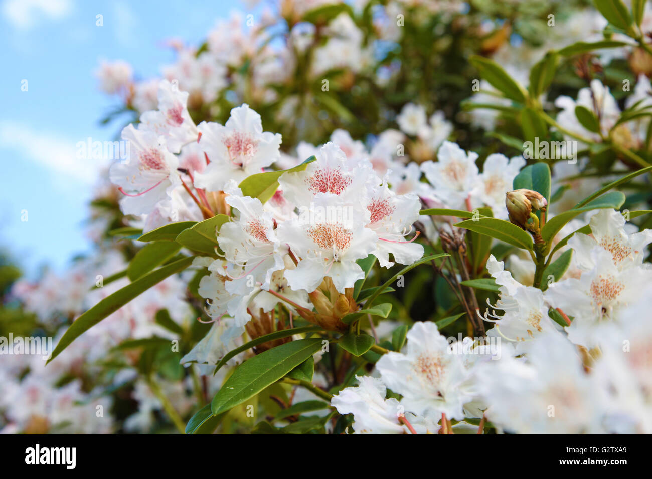 Alstroemeria weiße Blüten mit blauen Himmel Hintergrund Stockfoto Alstroemeria weiße Blüten mit blauen Himmel Hintergrund Stockfoto