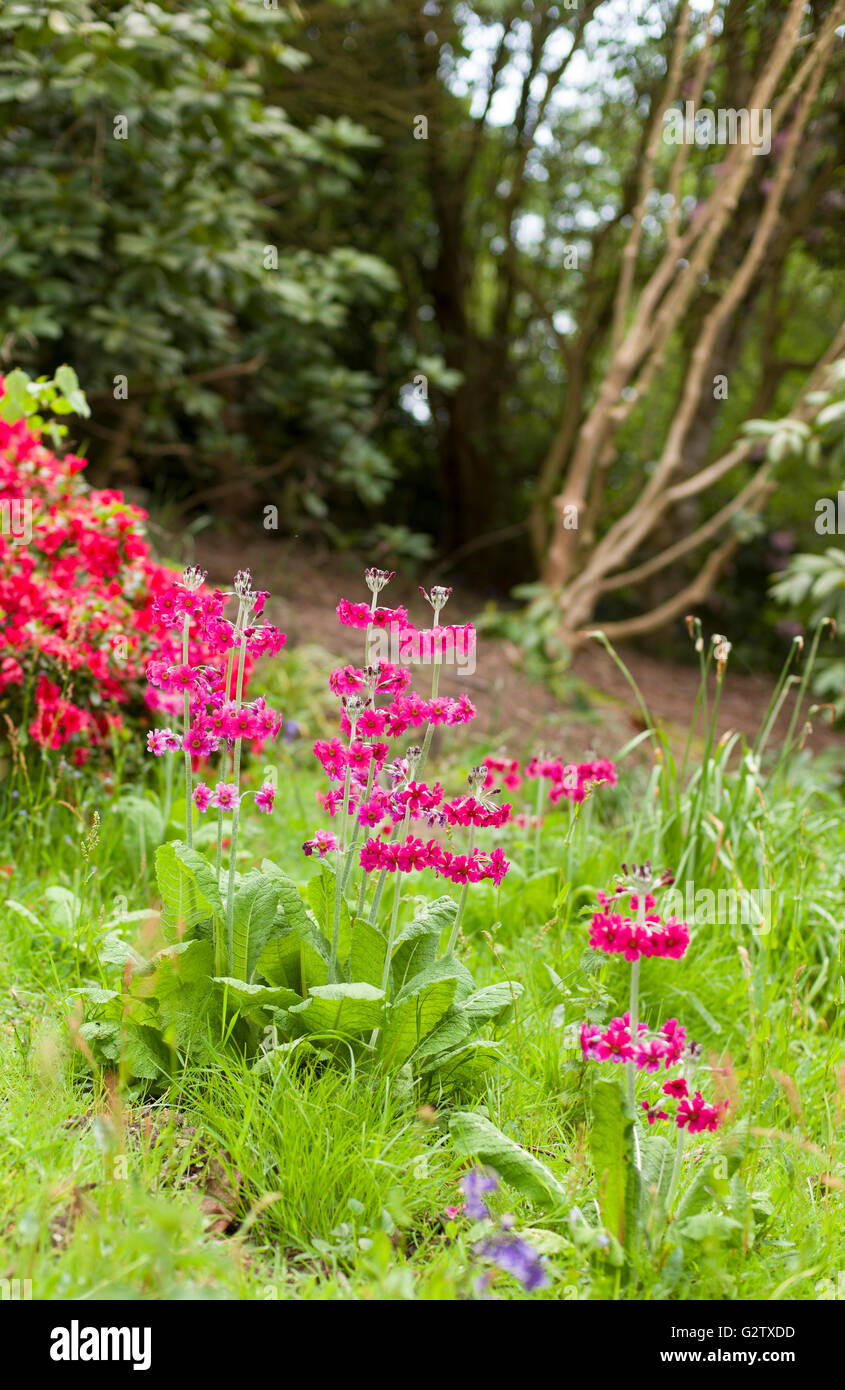 Primula Japonica - japanische Primula Stockfoto