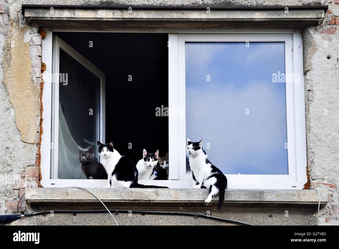 Fünf schöne Katzen schaut in die Kamera von einer Fensterbank Stockfoto