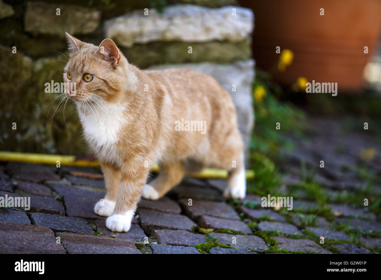 Tierische Porträt eine Hauskatze, die in den Straßen Stockfoto