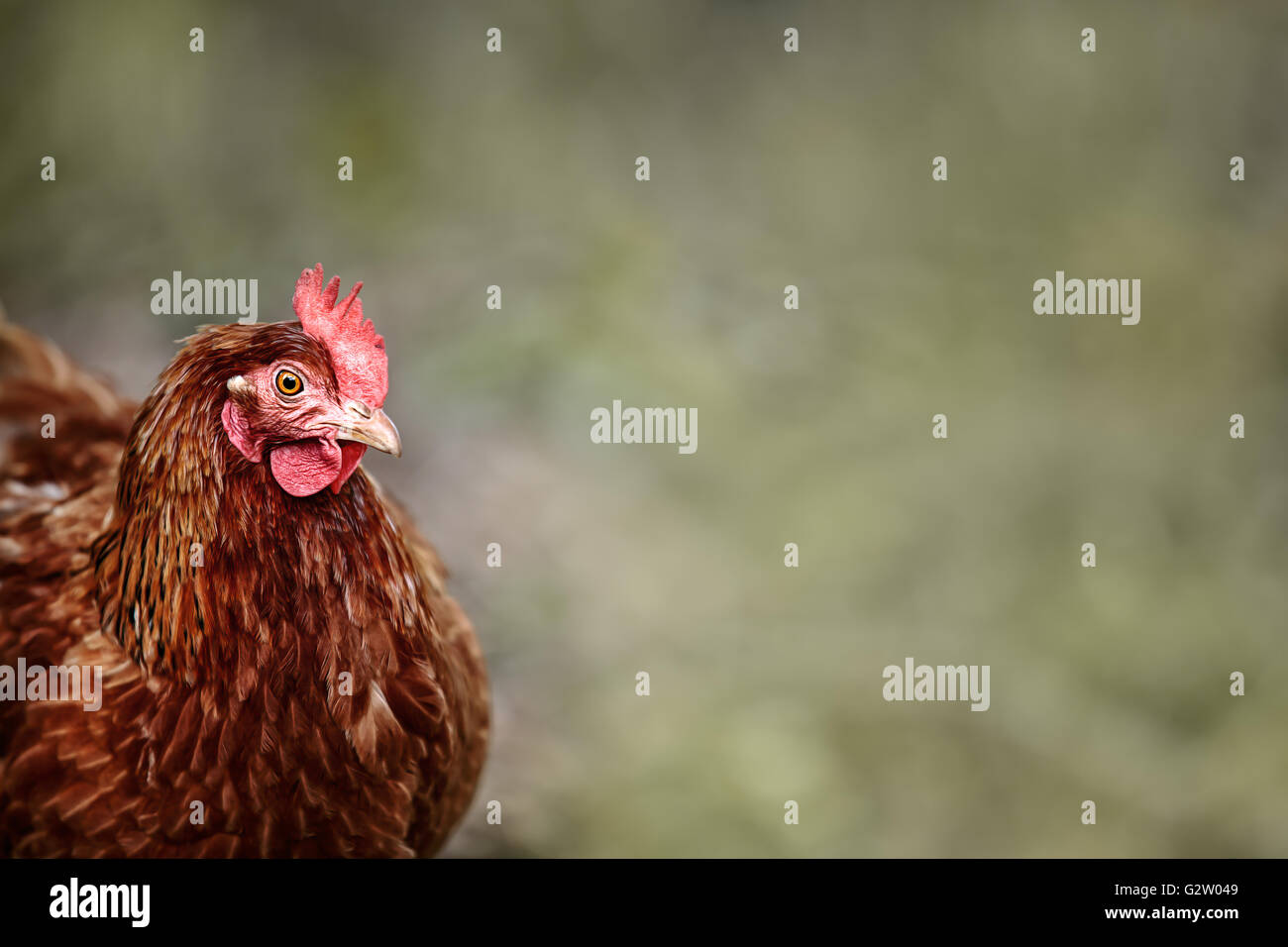 Porträt von einem hellen Braun und rot gefärbt Haus Huhn auf dem Bauernhof Stockfoto