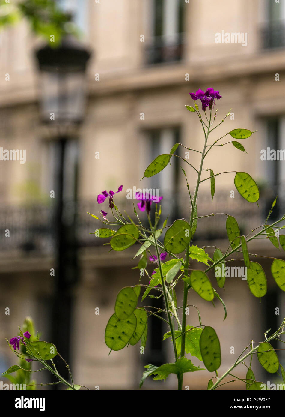 Ein Unkraut oder Blume mit rosa Blüten wachsen in einer Paris Straße  Stockfotografie - Alamy