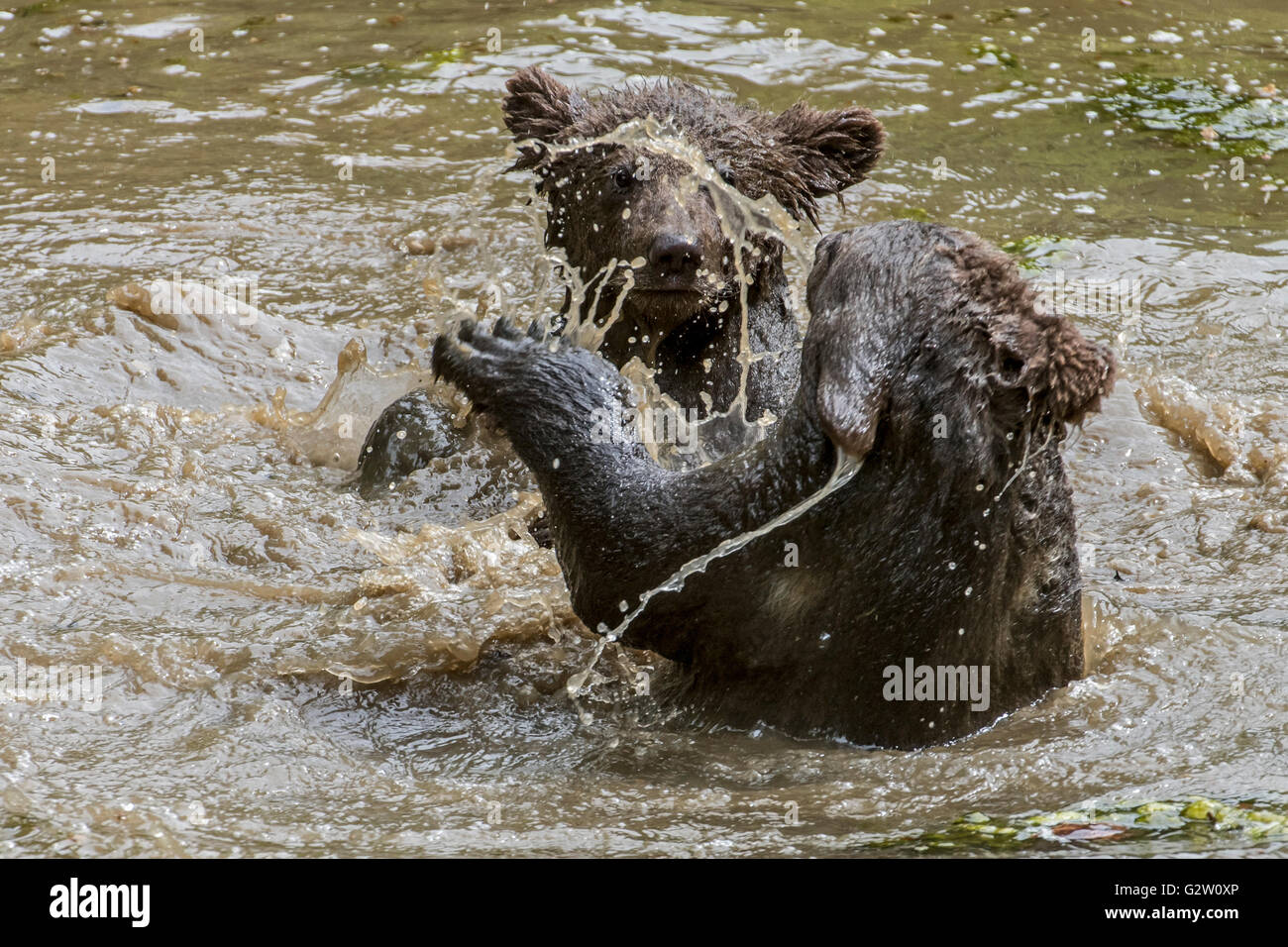 Zwei verspielte Braunbär (Ursus Arctos) jungen Spaß durch Playfighting im Wasser des Sees im Frühjahr Stockfoto