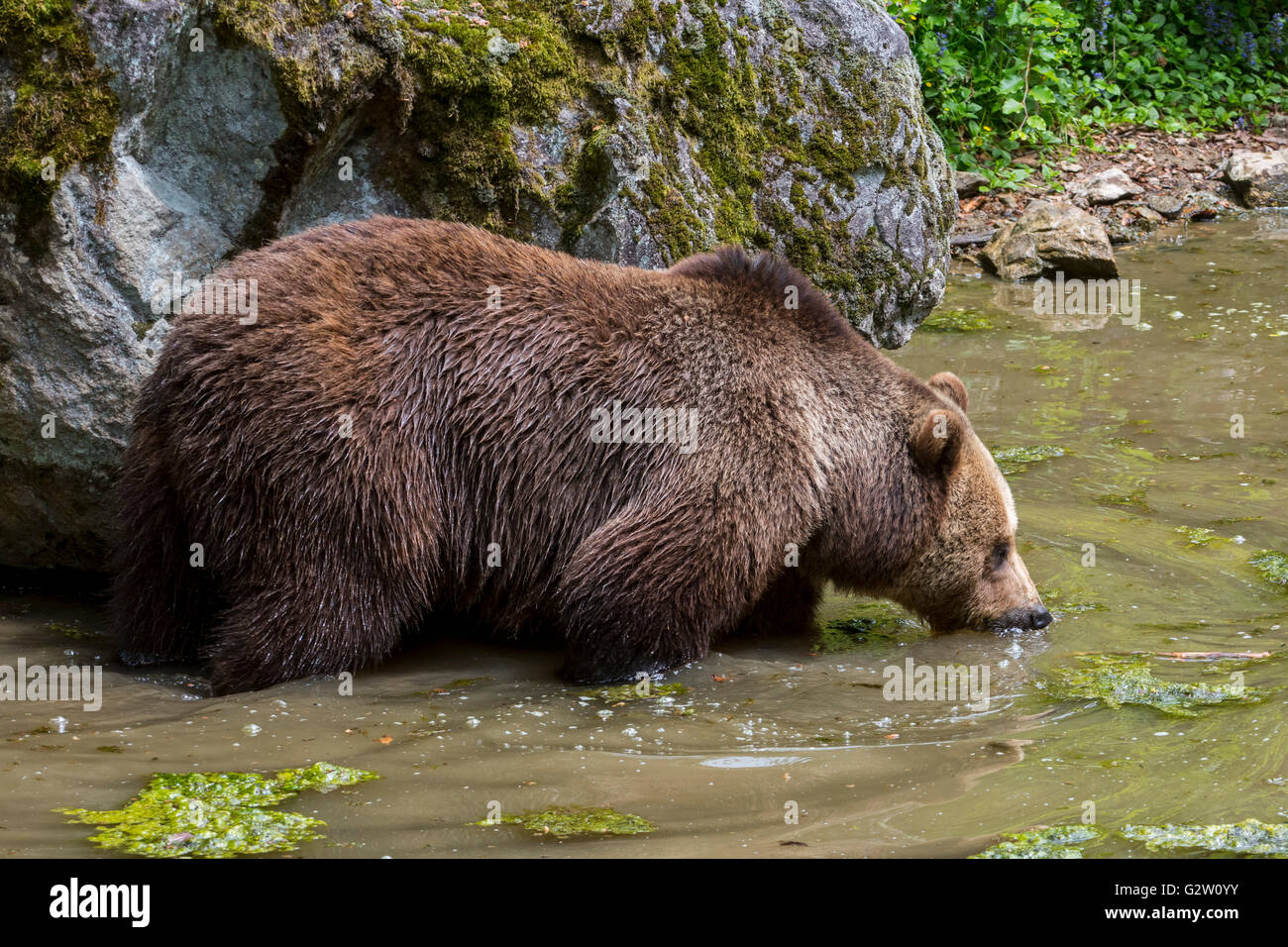 Braunbär (Ursus Arctos) Trinkwasser aus Teich Stockfoto