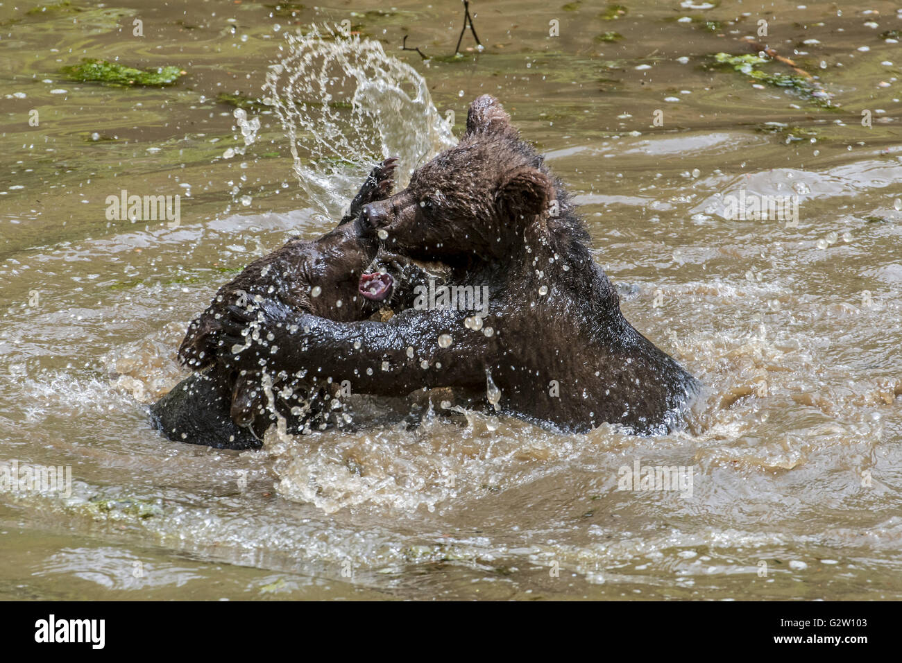 Zwei verspielte Braunbär (Ursus Arctos) jungen Spaß Spiel kämpfen im Wasser des Teiches im Frühjahr Stockfoto
