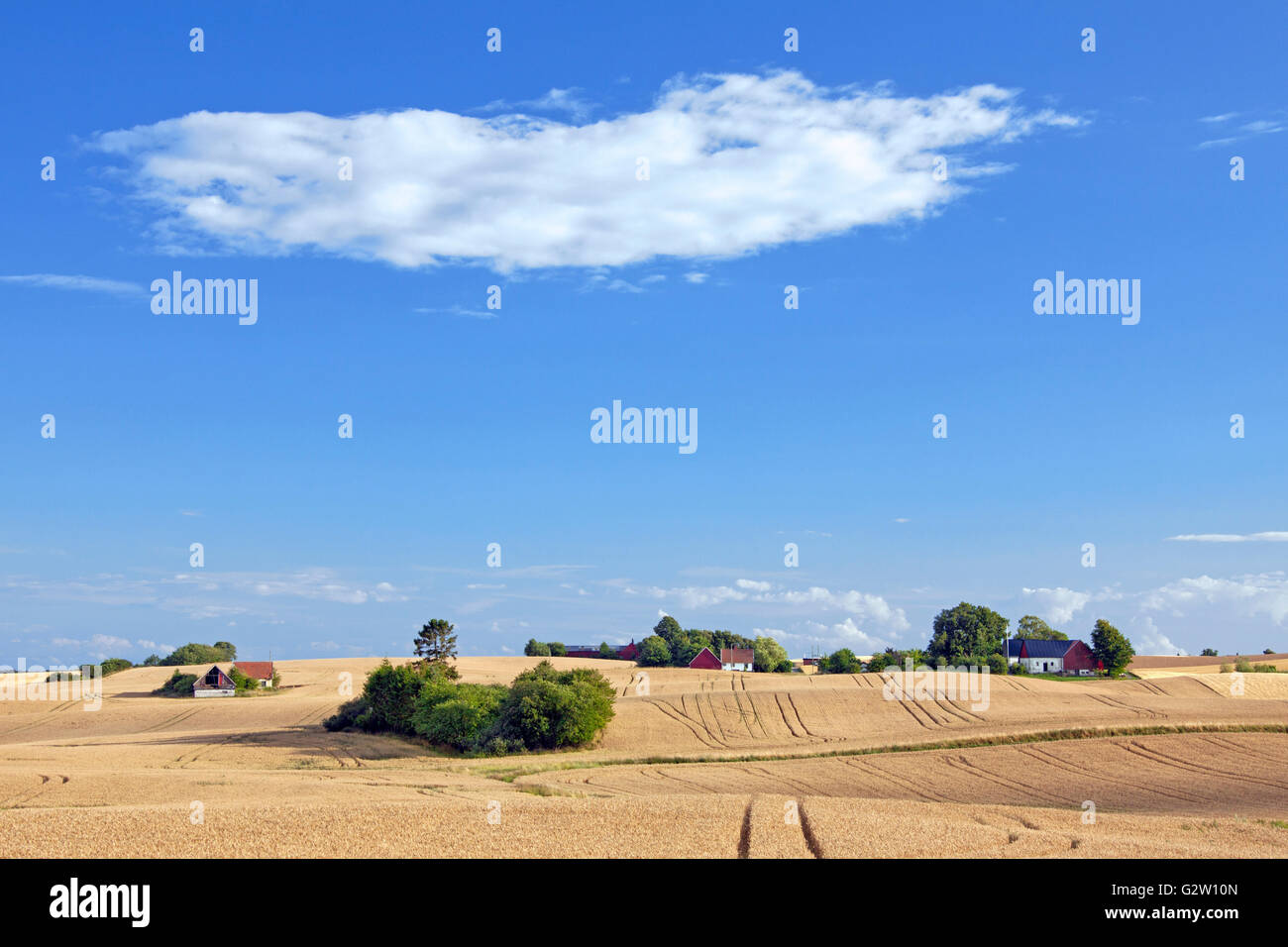 Weizenfeld und verlassenen Bauernhöfen im Sommer, Skane / Scania, Schweden Stockfoto