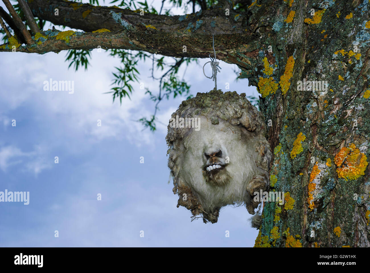 von einem Baum Schaf Kopf zur Abwehr von bösen Geistern, Rumänien, Siebenbürgen, Transsilvanien, Siebenbürgen Fundata ausgesetzt Stockfoto