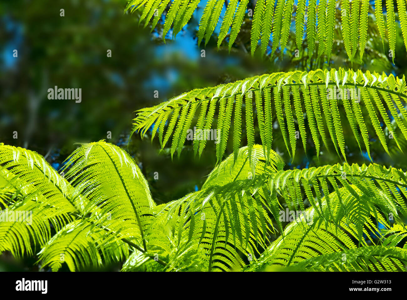 Grüner Farn Hintergrund sorgt für kühlen Hintergrund. Stockfoto