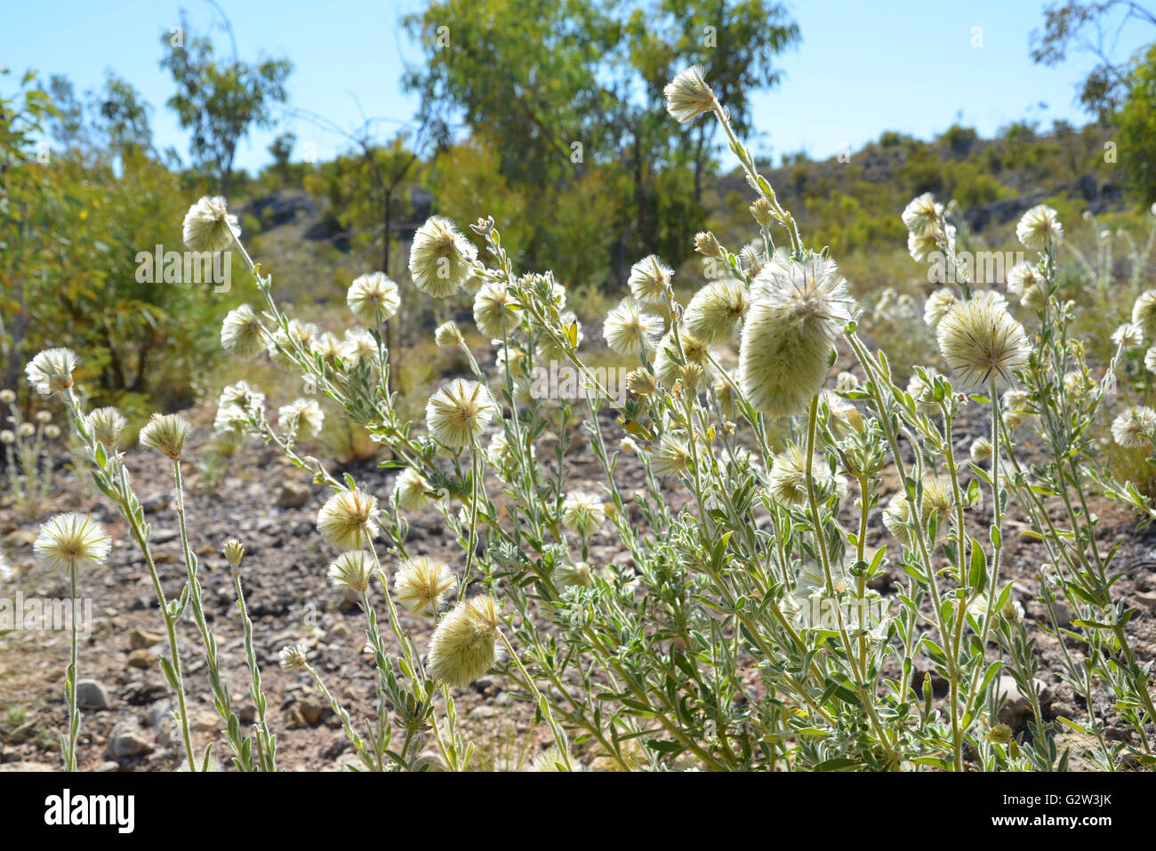 Flauschige Blüten des nativen Featherhead Grases (Ptilotus Macrocephalus) im Outback Australien Stockfoto