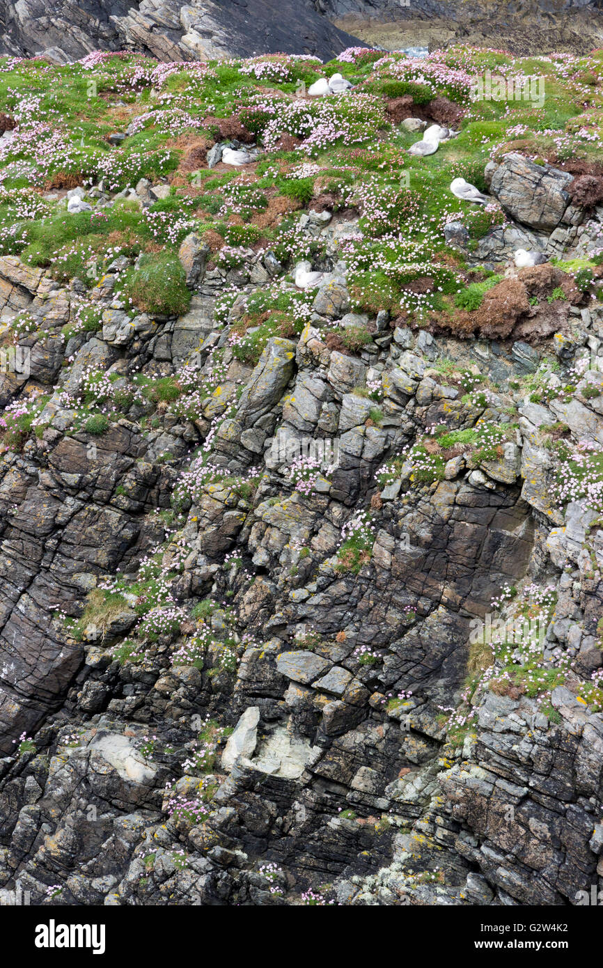 Seemöwen nisten auf einer Klippe Ness Isle of Lewis Western Isles äußeren Hebriden Schottland Großbritannien Stockfoto