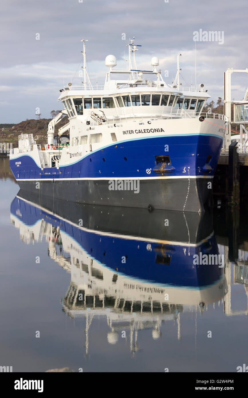 Norwegische Leben Fische Träger, die Inter-Kaledonien Stornoway Isle of Lewis Western Isles Schottland Großbritannien (Mai 2016) angedockt. Stockfoto