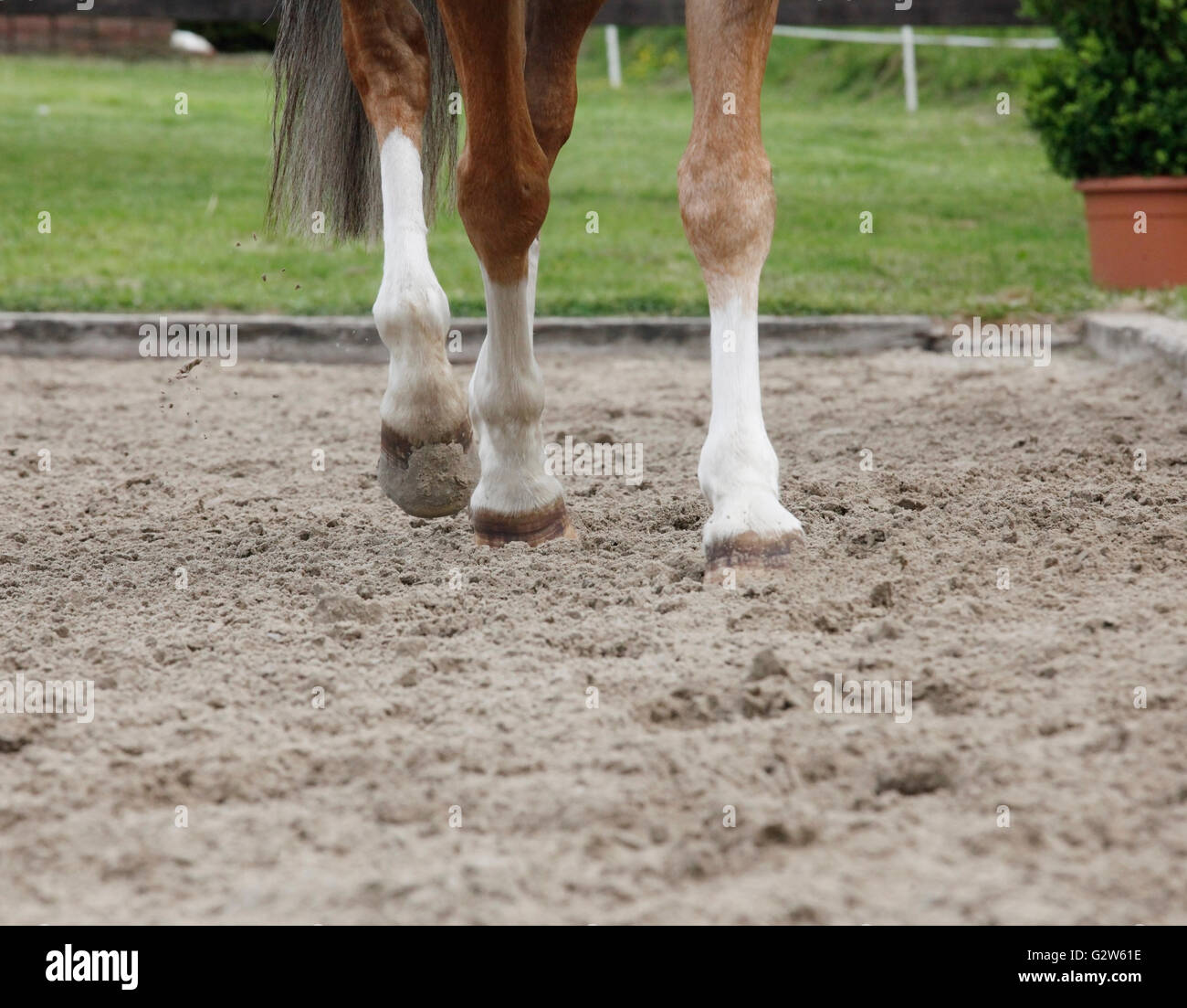 Pferd Beine Trab auf einem modernen Reiten Arena Boden Stockfoto